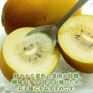 キウイ 2kg フルーツ 果物 スイーツ ゴールド キウイ きうい ゴールド キウイ 産地直送 くだもの デザート ギフト プレゼント 贈答 国産 落合農園 静岡県 牧之原市