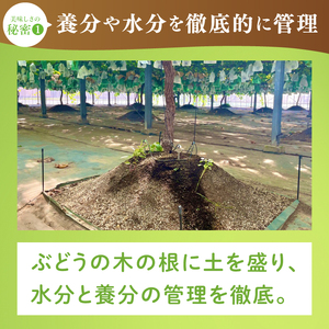 【2026年9月中旬より順次発送】令和7年度 茨城県生産力向上共励会 特別賞受賞！糖度約20～22度！美味しさにこだわったシャインマスカット（約1100g）1～2房 化学肥料不使用 農家直送【葡萄 ぶ
