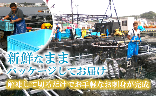 B15-035 【高鮮度】鮮魚活〆真鯛お刺身セット