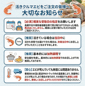 【指定日必須】 活き車海老 1kg 約32尾～40尾 クルマエビ