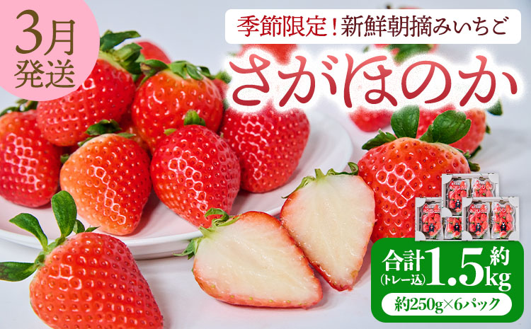 【2026年3月発送】 先行予約 季節限定！ 新鮮朝摘みいちご「さがほのか」約1.5kg （250g×6パック）だいこく農園合計1.5kg