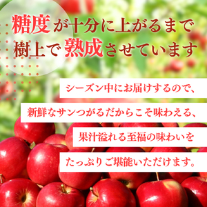 【2024年8月下旬発送 先行予約】樹上熟成　サンつがる 5kg