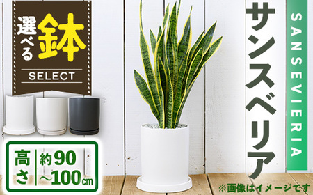 ＜観葉植物＞サンスベリア(7号) (陶器鉢(モダンマット釉(ブラック))・受け皿付)観葉植物 植物 インテリア 開店祝い 移転祝い おしゃれ 室内 ギフト プレゼント オフィス 陶器鉢 受け皿 玄関 小型個性【m24-16-C】 【アイエヌエー】