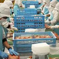 ボイル たらばがに 爪 400g かに _AP022