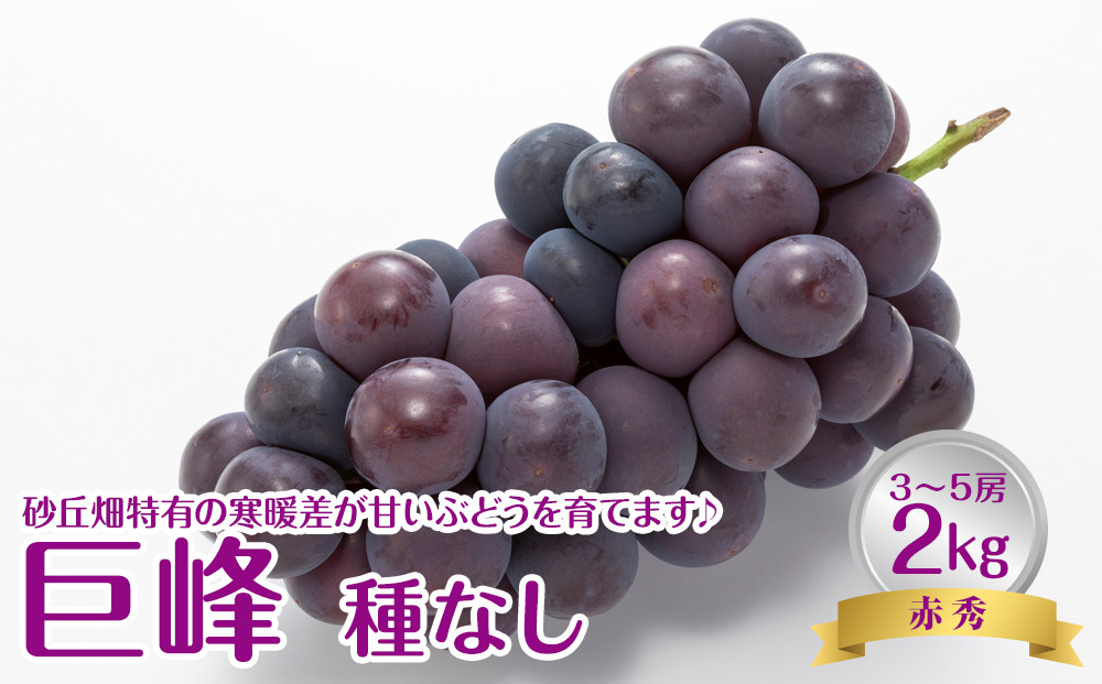 738.【先行予約】【ＪＡ】　巨峰（種なし）赤秀2kg箱（3～5房入）　※着日指定不可　※離島への配送不可　※2025年8月初旬頃～8月中旬頃に順次発送予定 313726_BN005