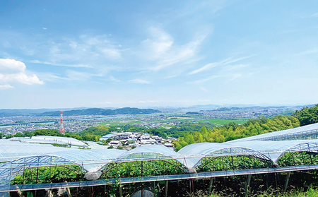 ぶどう 2026年 先行予約 シャイン マスカット 晴王 2房（合計約1kg） ブドウ 葡萄  岡山県産 国産 フルーツ 果物 ギフト 