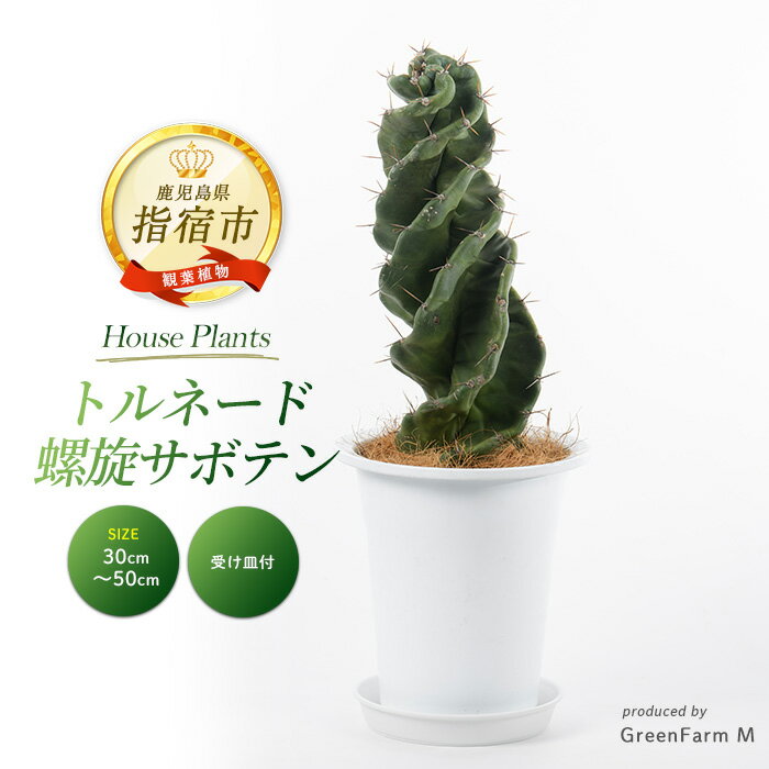 【ふるさと納税】＜先行予約受付中！2025年3月上旬以降順次発送＞トルネード螺旋サボテン(鉢底より30cm〜50cm) ※北海道・沖縄・離島配送不可※ 多肉植物 サボテン さぼてん 観葉植物 鉢 おしゃれ インテリア グリーン 大型 【Green Farm M】