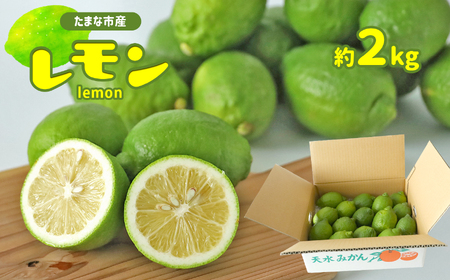 玉名市産 レモン 2kg 【 熊本玉名・みかん専門店より 】 | フルーツ 果物 くだもの 柑橘 れもん 玉名 たまな 熊本県 玉名市