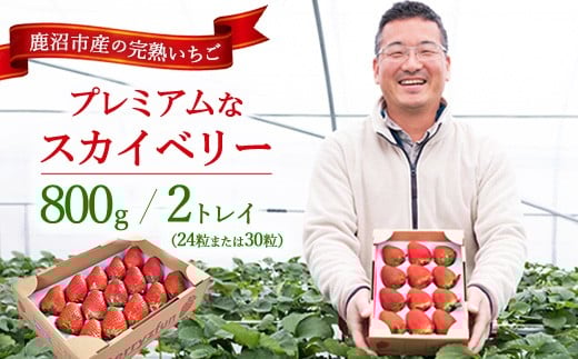 【先行予約/数量限定】プレミアムな完熟スカイベリー(24粒または30粒)2トレイ800g| 栃木県 鹿沼市 産地直送 旬 いちご こだわり 高級品 贈答用 イチゴ 苺 果物 フルーツ 期間限定 ※2025年12月中旬~2026年2月中旬頃に順次発送予定