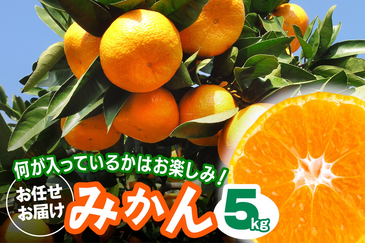 
                  [2026年1月下旬頃から発送] みかん 5kg 品種おまかせ｜先行予約 みかん フルーツ 果物 柑橘 [0529]
                