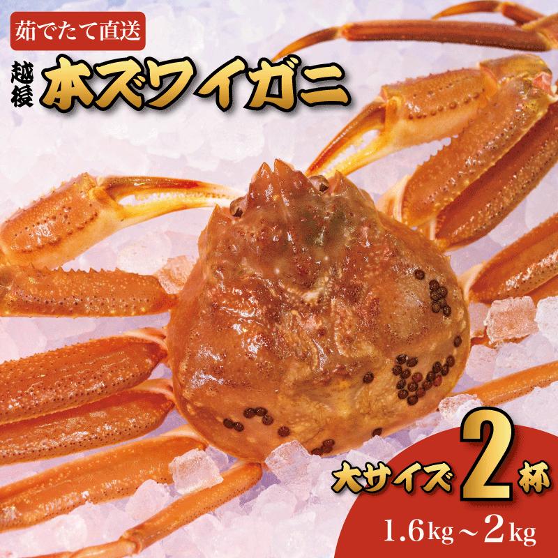 【ふるさと納税】〈期間限定〉本ズワイガニ 大 2杯 合計1.6～2kg 浜茹で 鮮度が命！茹でたて直送 ギフトにも おススメ ずわいがに かに 本ずわい 蟹 魚正 国産 日本海 新潟県 糸魚川産 越後産 高級ガニ 厳選 釜茹 お取り寄せギフト カニみそ カニ味噌 ズワイガニ 姿 冷蔵