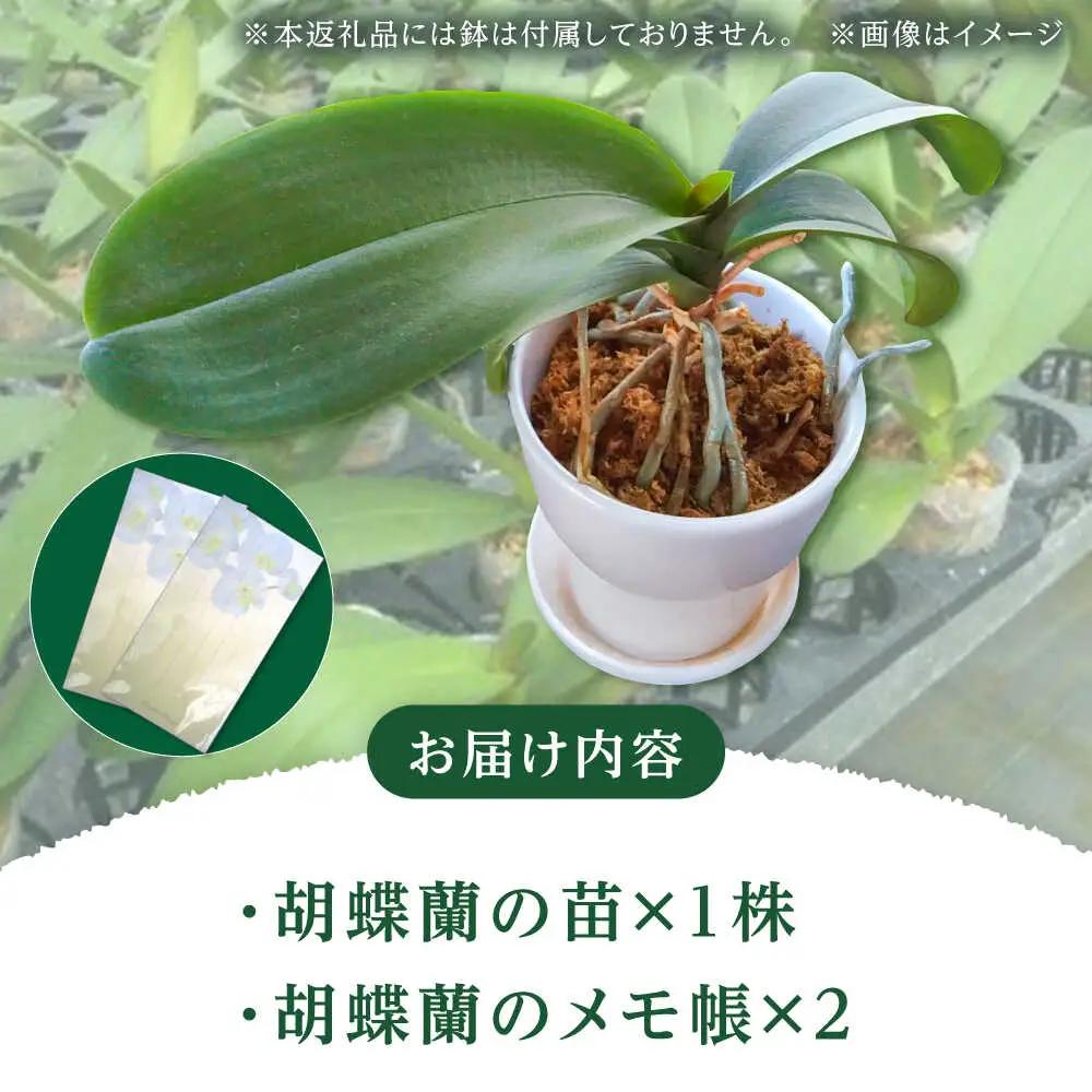 【家で育てる！】 胡蝶蘭 の苗 1株と 胡蝶蘭柄のメモ帳2つ  胡蝶蘭 洋蘭 苗[BDAB002]