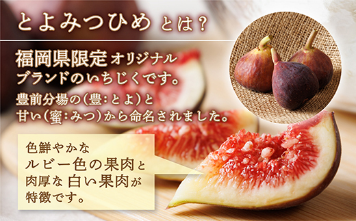 福岡県ブランド いちじく 「 とよみつひめ 」約1.2ｋｇ(約300ｇ×4パック) イチジク 無花果 国産 フルーツ 果物 食物繊維 美容 送料無料 3S2 