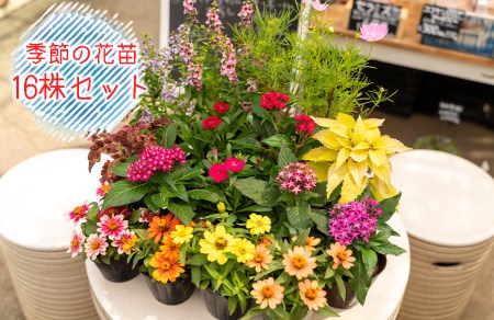 花苗 寄せ植え 16株 セット ガーデニング 大ボリューム 花苗