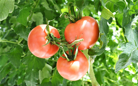 No.003 松島とまと