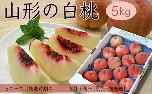 
山形の白桃 5kg(10~16玉)Bコース(柔らかくなる品種・果肉やや硬め) 【令和6年産先行予約】FU18-899 フルーツ くだもの 果物 山形 山形県 山形市 2024年産
