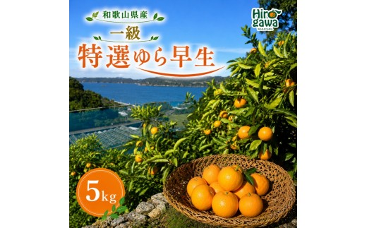 特選 ゆら早生 一級品 5kg / 和歌山 有田 広川 ゆら早生 早生みかん 柑橘 果物 くだもの ギフト フルーツ 果実 ※2026年10月下旬～11月中旬頃に順次発送予定【hkt003-p-5】
