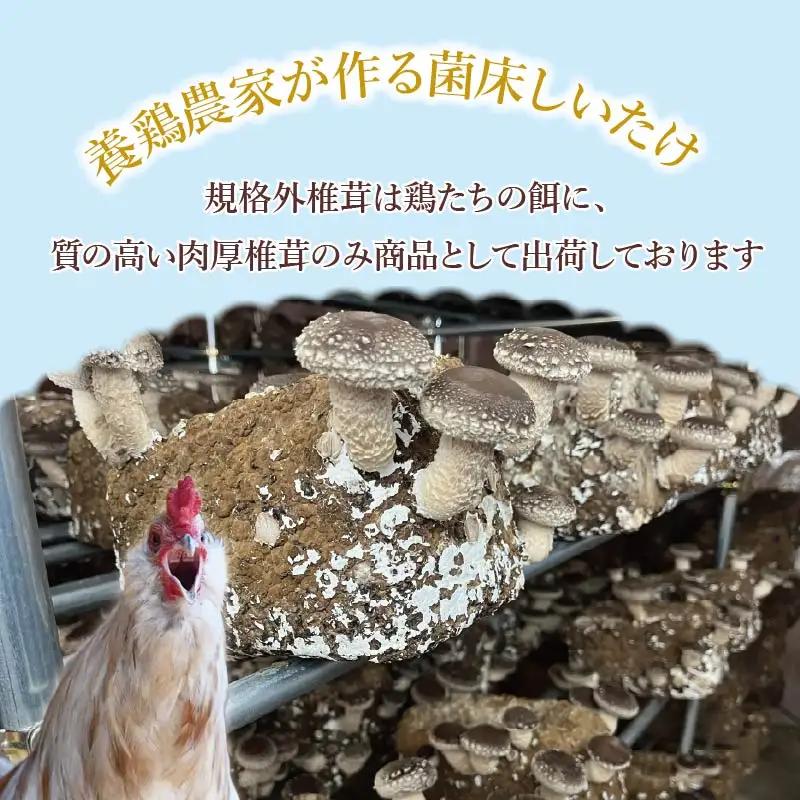 しいたけ 400g 椎茸 先行予約 シイタケ 菌床椎茸 きのこ 静岡 下田 伊豆 養鶏 farm1987