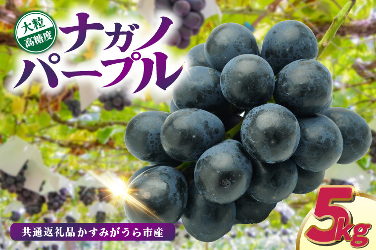 
            ナガノパープル5kg　県内共通返礼品:かすみがうら市産 (BR157)
          