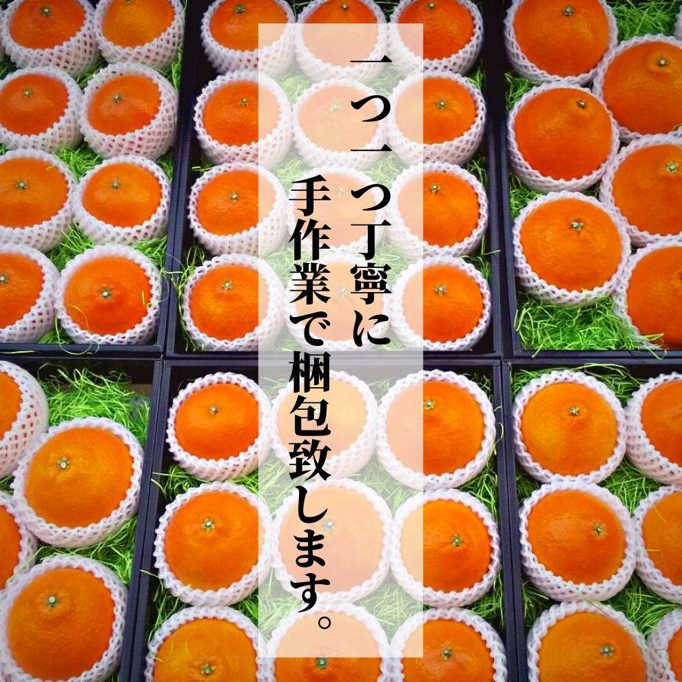 【早期予約受付中！2025年12月～順次発送】こだわりのハウス栽培【愛果28号】化粧箱