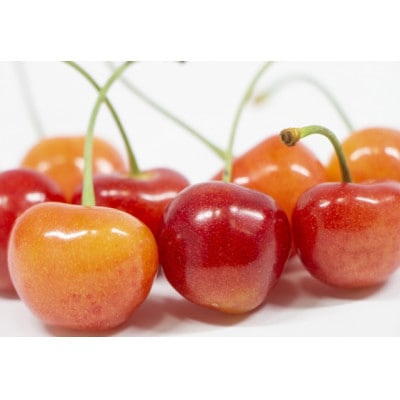 【2026年発送】北信州のさくらんぼ 約1.2kg(約100g×12パック)品種おまかせ　贈答にも【配送不可地域：離島】【1575783】