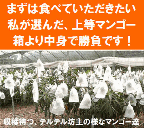 中身で勝負している石垣島産マンゴー