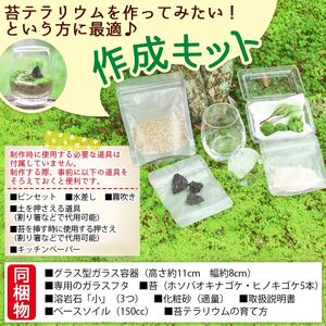 はじめての苔テラリウムにピッタリの作成キット★作り方動画付 NKK0008