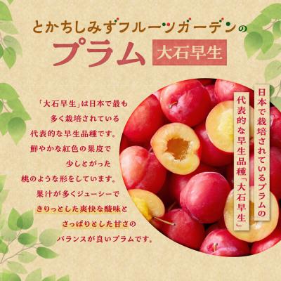 ふるさと納税 清水町 【2026年発送!】とかちしみずフルーツガーデンの冷凍プラム1.2kg 北海道産_S009-0019 |  | 01
