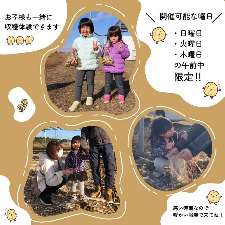 菊芋堀り 体験 （10kgまでお持ち帰りいただけます） 芋ほり 芋掘り お持ち帰り お土産 みやげ 粉末 パウダー イヌリン 国産 いも 菊芋茶 菊芋チップス SDGs エコ サスティナブル 農薬不使