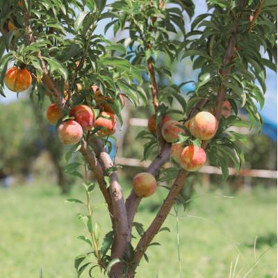 ふるさと納税 南陽市 【令和8年産先行受付】山形県産プラム『秋姫』1.2kg〜1.3kg(8〜12玉) 【S685】 |  | 03