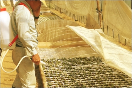 メロン／果物【先行予約／数量限定30】プレミアムメロン（新芳露・黄美香）セット（2026年7月下旬～発送）※マスクメロン（アールスメロン）系　フルーツ・メロン２玉・果物・メロンセット・ブランドメロン・