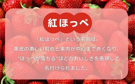 こまつイチゴ 紅ほっぺ 【 4パック（約1kg）】苺 べにほっぺ | 石川県 小松市 JAあぐり