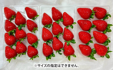 先行予約 いちご　古都華　2パック 金賞受賞 フルーツ 果物 旬 産地直送 デザート ことか イチゴ 苺 冷蔵 奈良 大和郡山　北村農園