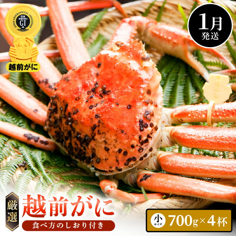 【ふるさと納税】≪浜茹で≫越前がに 小サイズ（生で700g以上）× 4杯 合計2.8kg以上 食べ方しおり付【雄 ズワイガニ かに カニ 蟹 越前ガニ 姿 ボイル 冷蔵 福井県】【1月発送分】希望日指定可 備考欄に希望日をご記入ください [e14-x015_01]