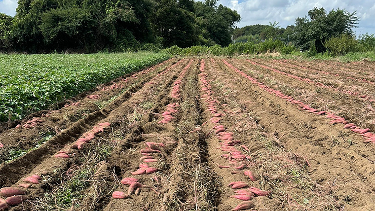 【 先行予約 2024年11月中旬以降発送 】 訳あり 無選別 八千代町産 紅はるか シルクスイート 2種 食べ比べ 生芋 土付き 合計 約 10kg さつまいも サツマイモ 芋 いも イモ ワケアリ