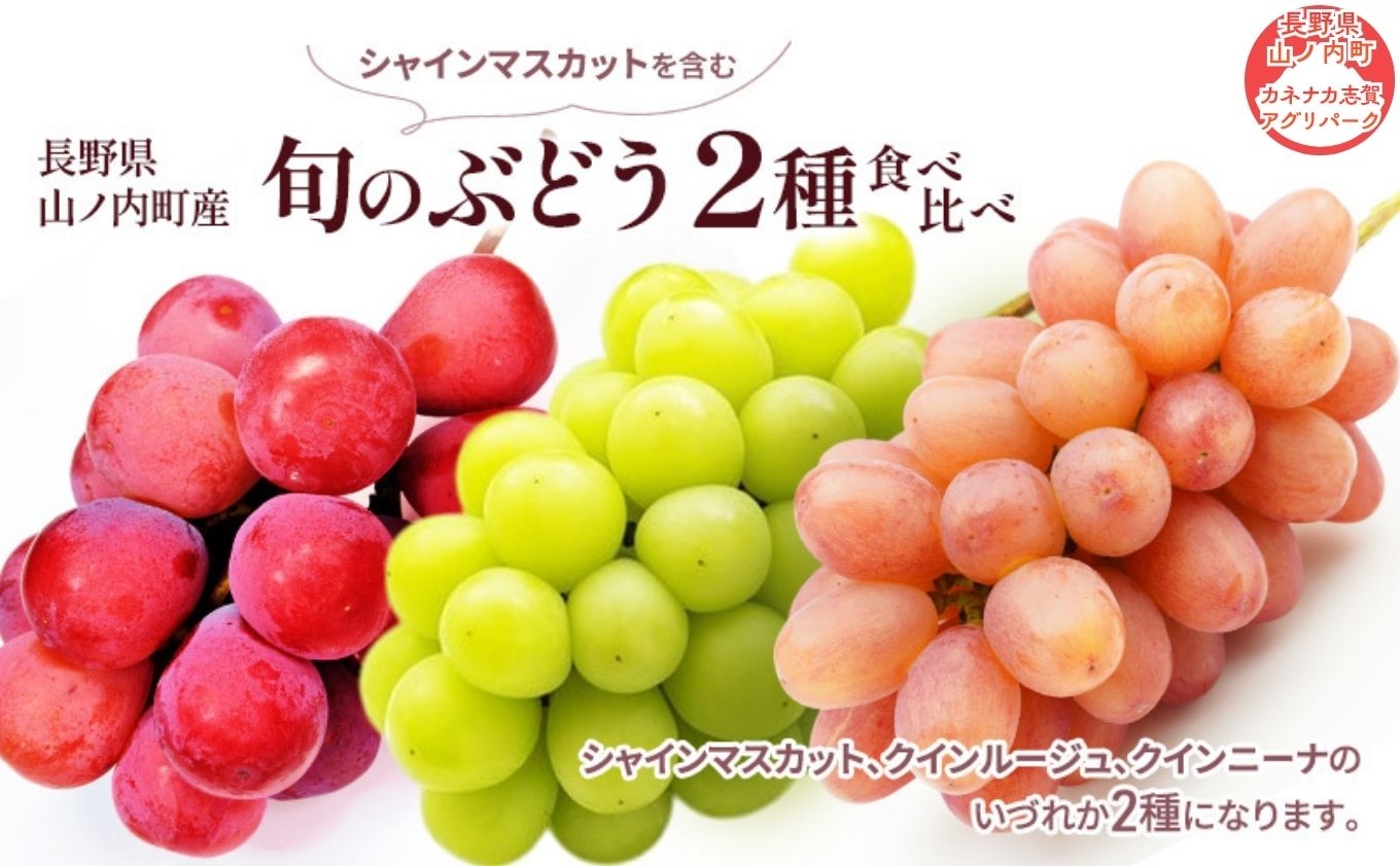 
                  【2026年10月発送】シャインマスカットを含む旬のぶどう2種食べ比べ ぶどう ブドウ 果物 くだもの フルーツ 信州 長野
                