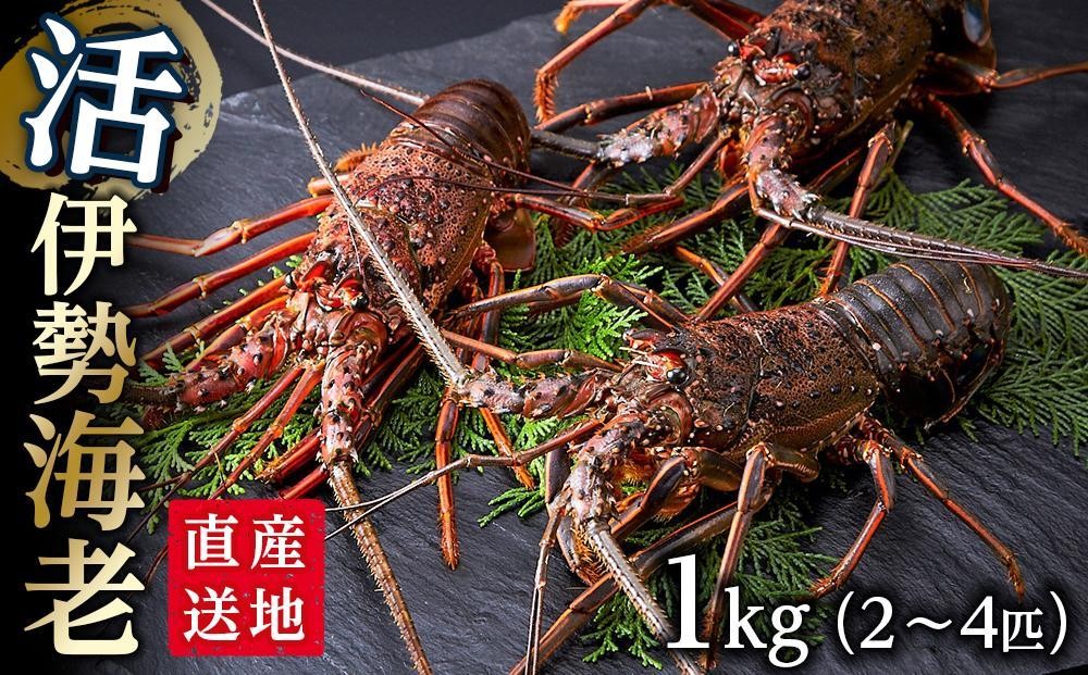 
                  活 伊勢海老 1kg（2～4匹）南紀黒潮イセエビ 年末年始 お正月 お届け可【着日指定必須】｜期間限定 漁師直送 海鮮 とれたて 人気 伊勢エビ 新鮮伊勢海老 南紀伊勢海老 人気伊勢海老 イセエビ いせえび 海老 エビ えび ebi iseebi 刺身 焼き物 お味噌汁 鍋 おすすめ 送料無料 和歌山県 那智勝浦町
                