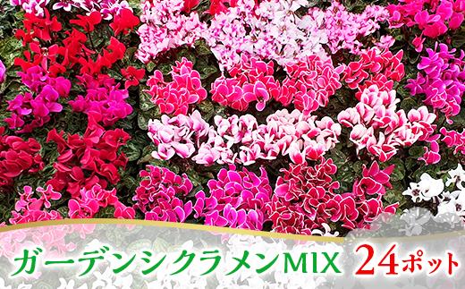 2101 ガーデンシクラメンMIX 24ポット