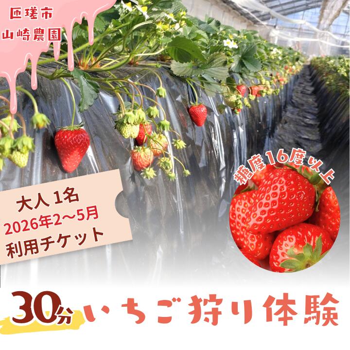 【ふるさと納税】山崎農園いちご狩り　1名分チケット ／ いちご 苺 イチゴ ストロベリー いちご狩り イチゴ狩り 苺狩り フルーツ狩り 体験 チケット とちおとめ 紅ほっぺ 果物 フルーツ