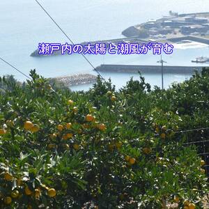 【11月中旬から順次発送】甘こく愛媛みかん 瀬戸内の太陽と潮風で育ったご家庭用 3kg | 蜜柑 みかん 愛媛 松山 フルーツ 果物 くだもの 数量限定 期間限定 送料無料【SHM0101】