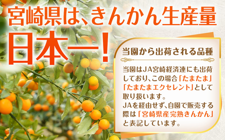 【2月～3月お届け】都城産完熟きんかん 贈答用(2Lサイズ)_12-B502_(都城市) 都城産 完熟きんかん きんかん 2Lサイズ 48粒 糖度16度以上 柑橘類 ギフト 贈答用