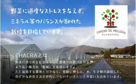 《先行予約》サイズ 不揃い トマト 1.7kg  訳あり トマト[ Q1824wx_26]