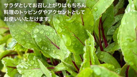 【 簡易包装 】 黒澤農園 の ベビーリーフサラダ 330g×1袋 訳アリ 訳あり 規格外 生育 わけあり フードロス 削減 ベビーリーフ サラダ 生野菜 食べやすい 若葉 ファミリー 旬 新鮮 国産