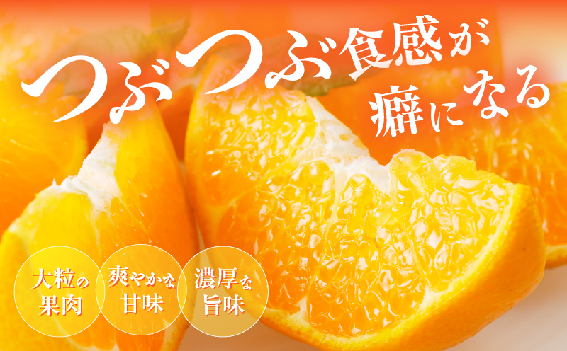 先行予約≪数量限定≫希少な柑橘『はるみ』計5kg フルーツ 果物 柑橘 みかん 国産_T008-001