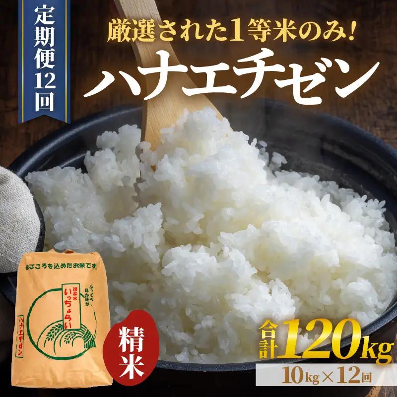 【先行予約】【令和8年産・新米】【一等米】 ＜定期便12回＞ ハナエチゼン 精米 10kg × 12回（120kg）《発送直前精米！》 ／ 福井県産 ブランド米 ご飯 白米 お米 コメ 新鮮 大賞 受