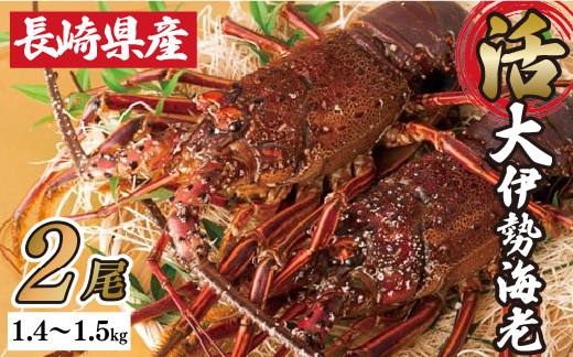 
                  【 産地直送 】 長崎県産 活き 伊勢海老 2尾 ( 700g ～ 900g × 2 )  新鮮 イセエビ いせえび 伊勢えび 刺身 ヤマサ水産 長崎県 佐世保市
                