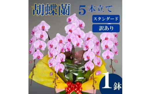 母の日 ギフト 花 人気 【訳あり】胡蝶蘭 5本立て ピンク スタンダード お祝い プレゼント 贈り物 贈答 須崎洋蘭園 SY014_x