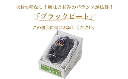 ぶどう 2026年 先行予約 ブラックビート 約700g×1房 ブドウ 葡萄  岡山県産 国産 フルーツ 果物 ギフト 岡山のブドウ デザート 食べ物 日本産 