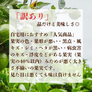 清家ばんかんビレッジの愛南町産レモン3kg 発送期間:10月1日～4月30日