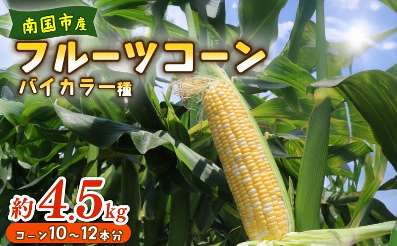 
                  【2026年先行予約】南国フルーツコーン バイカラー種 約4.5kg(10～12本)  | 2026年5月～6月発送予定 とうもろこし トウモロコシ 国産 詰合せ 期間限定 数量限定 人気 高知県 南国市 農園けんぴ
                
